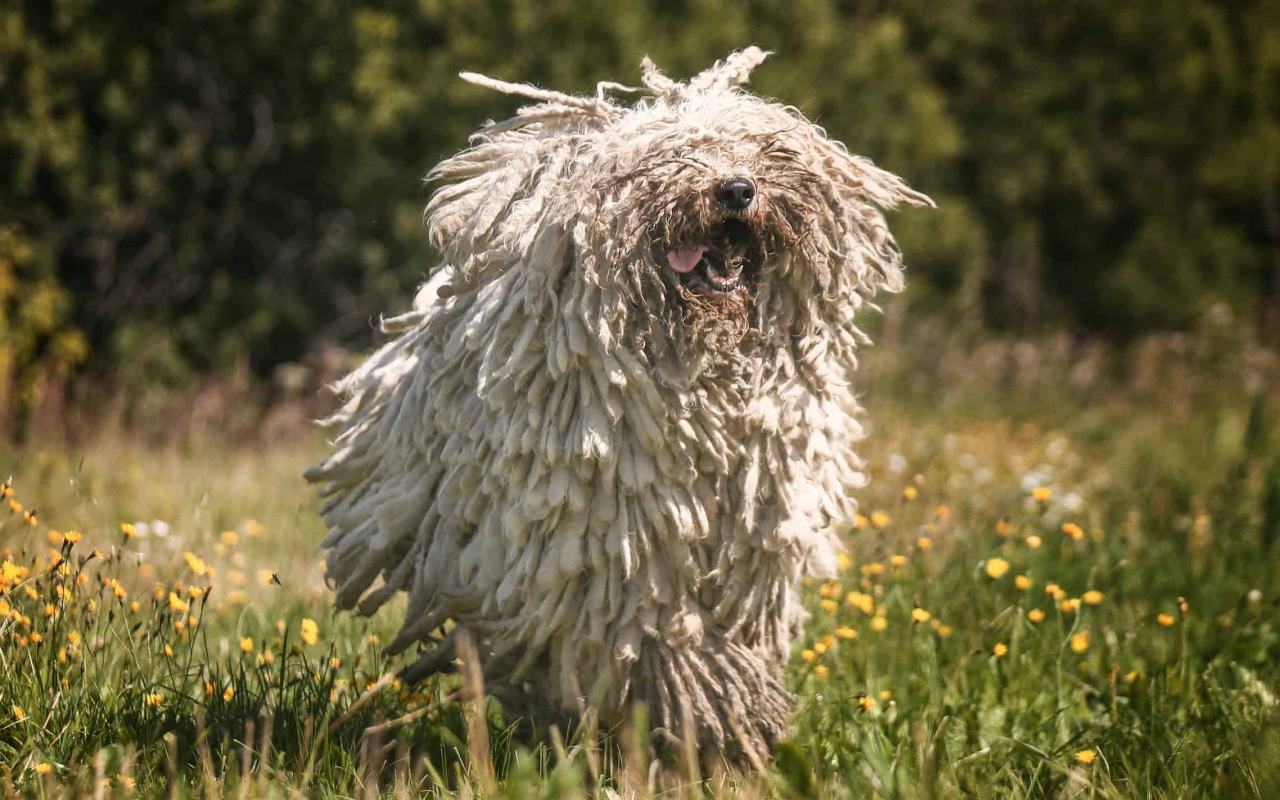 cane che corre sul prato