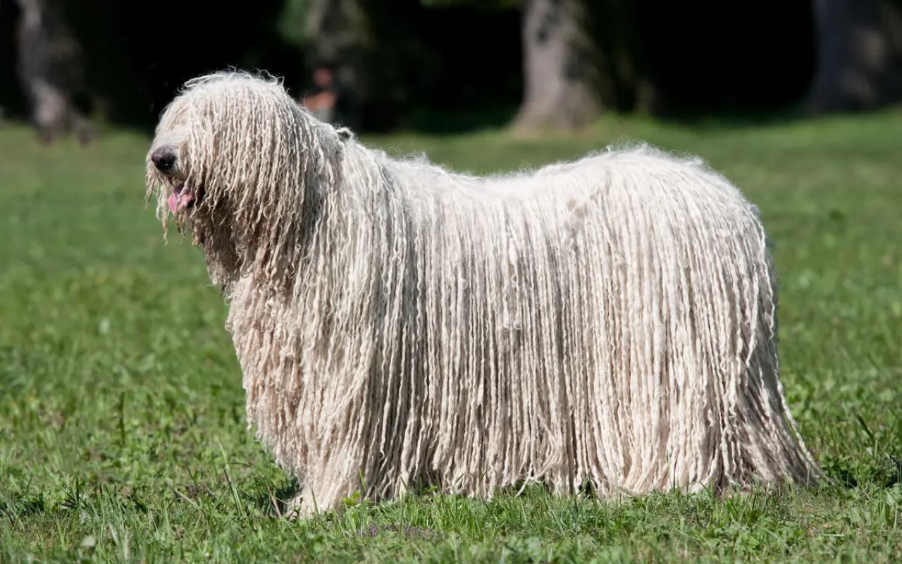 cane col pelo a rasta