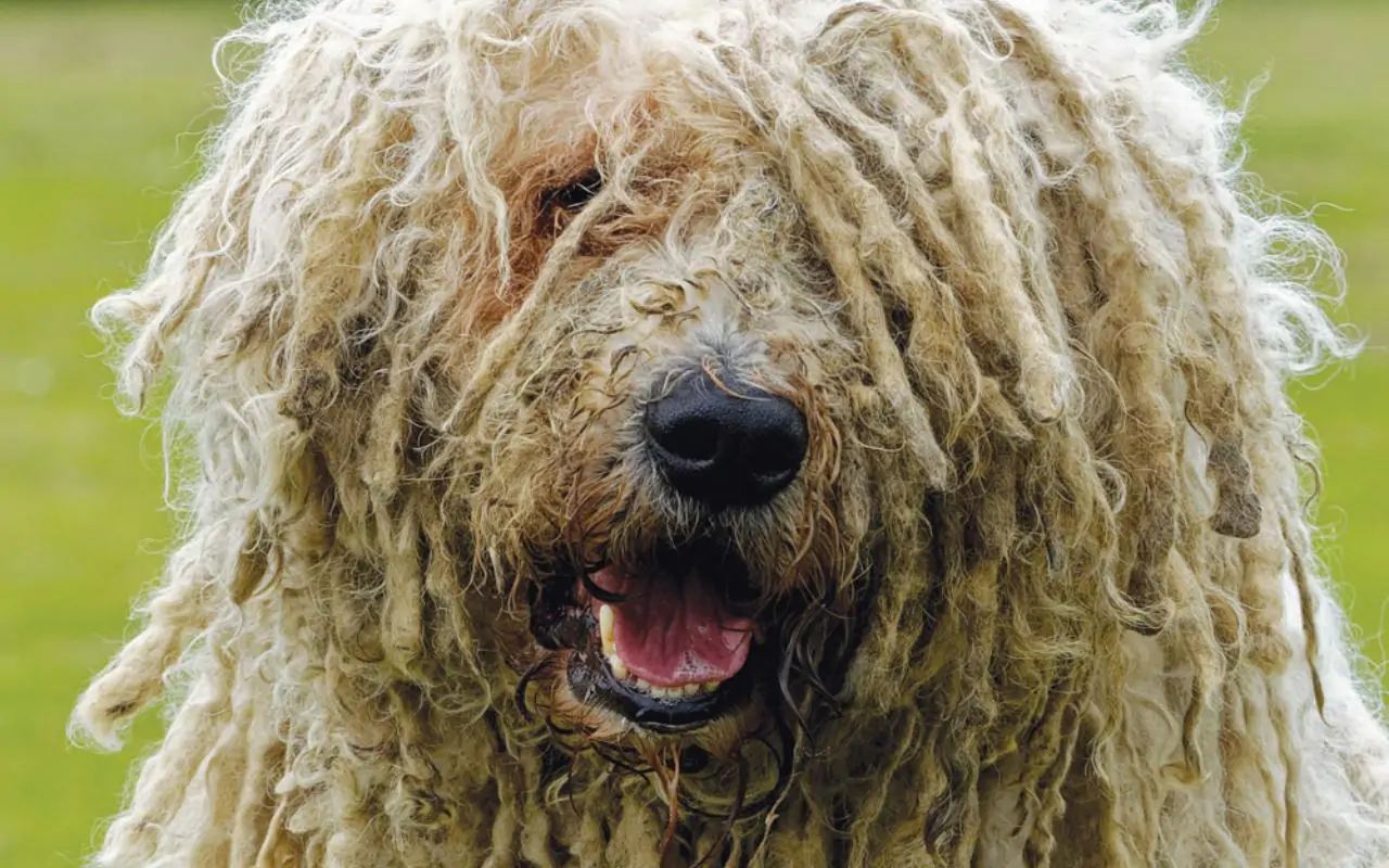 cane con gli occhi coperti dal pelo