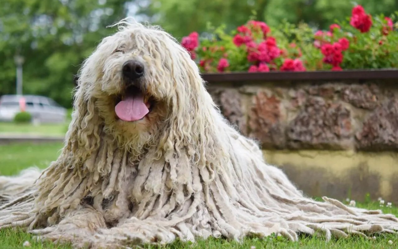 cane felice in giardino