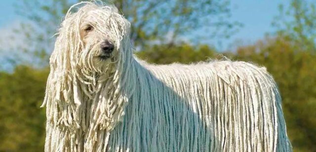 Komondor, malattie comuni: quali sono, i sintomi e come prevenirle