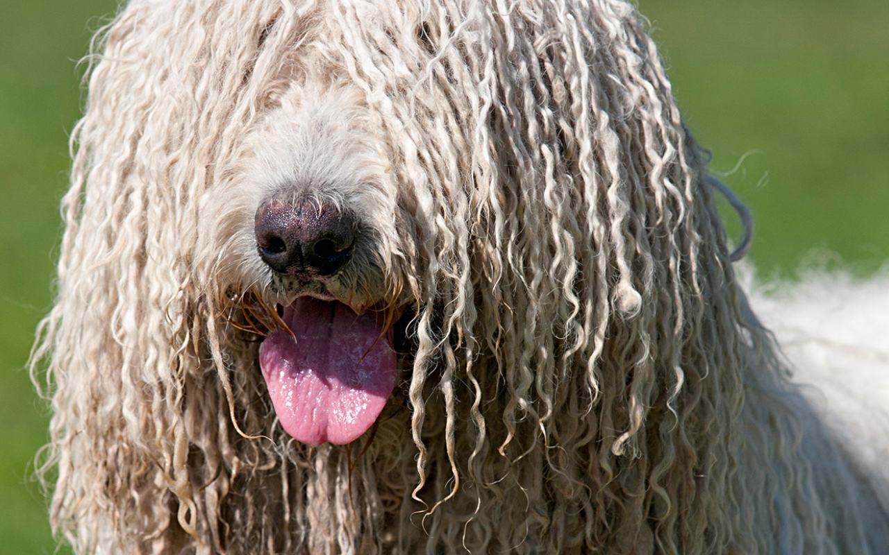 cane con il muso coperto dal pelo