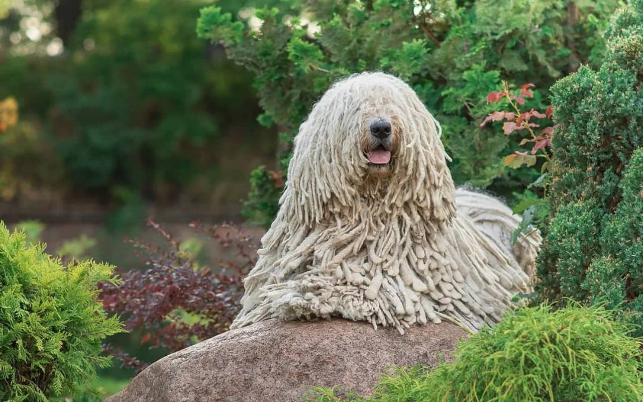 cane su una roccia