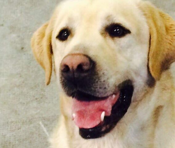 Il Labrador Airon sul ponte dell’Arcobaleno: era stato un fedele cane poliziotto