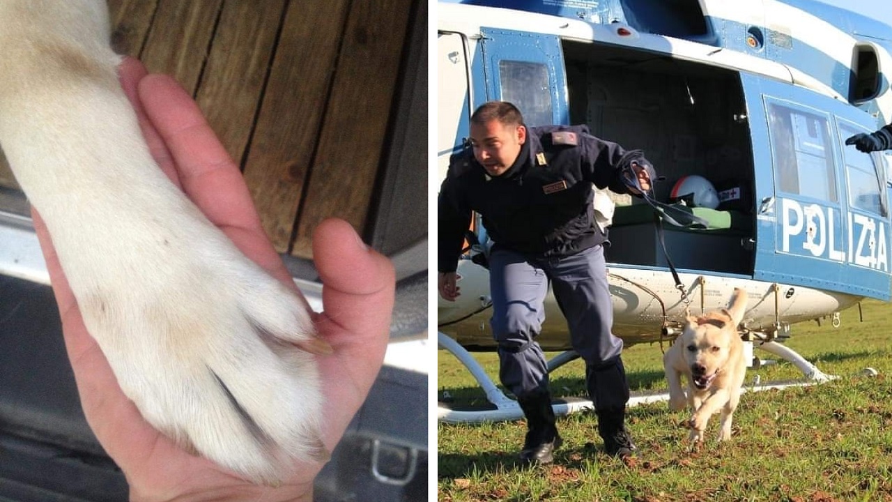 Cane poliziotto di razza Labrador