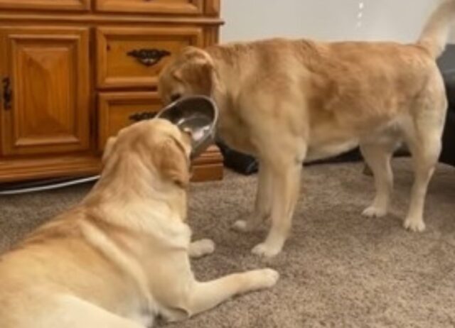 I due Golden Retriever si rendono protagonisti di una scena davvero comica mentre giocano con una ciotola (VIDEO)