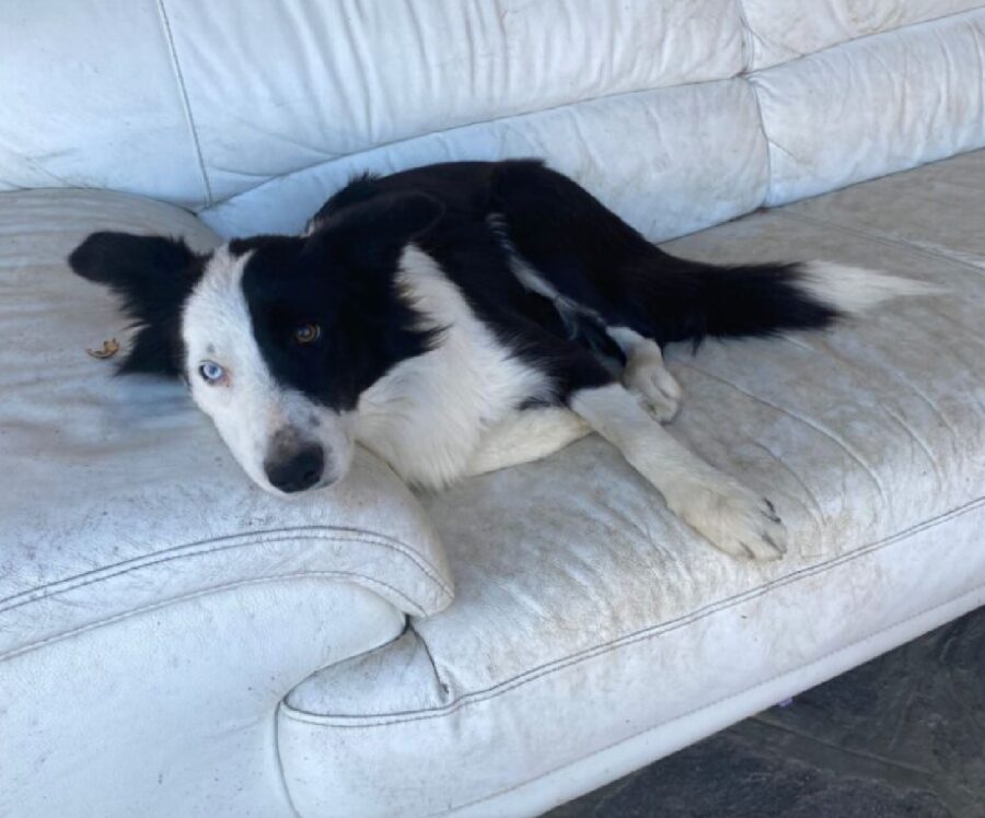 cagnolina pollon border collie bianco nero