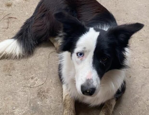 Lodi Vecchio, si allontana dal cortile finendo per smarrirsi, si cerca una cucciola Border Collie di nome Pollon