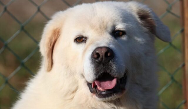 Loneriacco, Pastore Maremmano Abruzzese scavalca la recinzione e si da alla fuga, smarrito il cane Alex