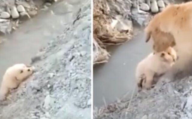 La cagnolina non ci pensa due volte e si lancia nel fosso pur di salvare i suoi cuccioli (VIDEO)