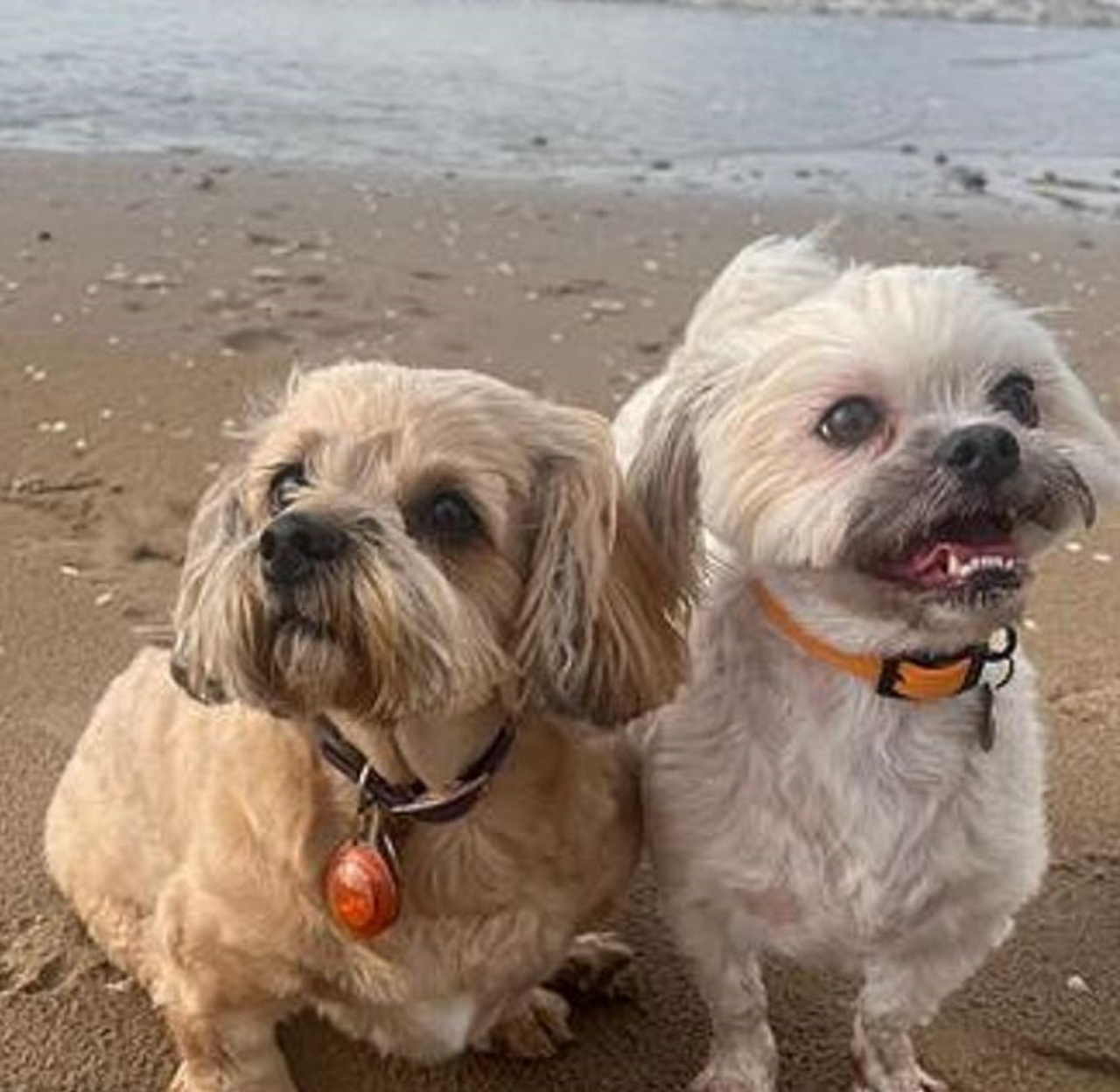 Due cagnolini in spiaggia