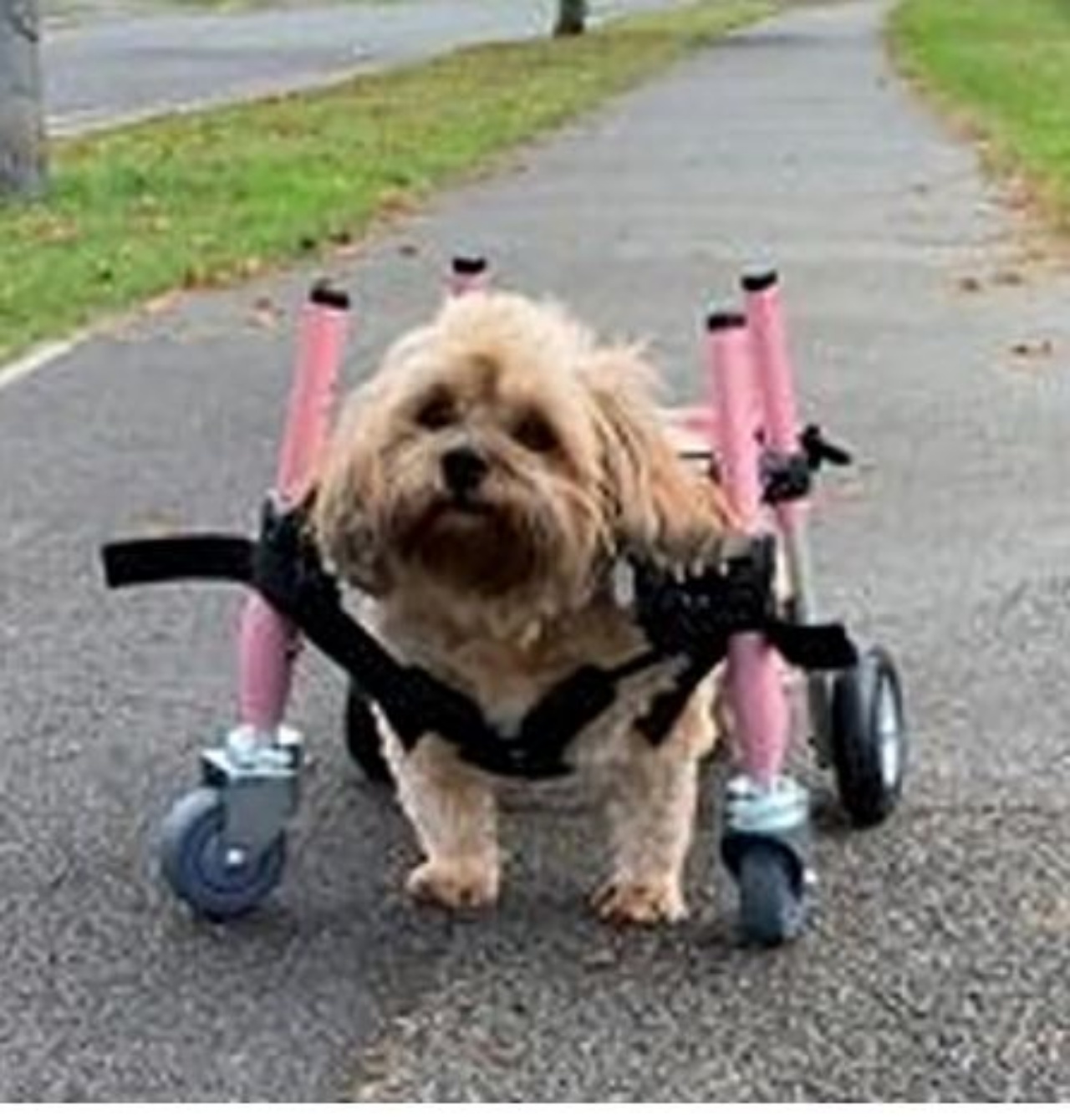 Un cane di nome Maggie con un supporto per camminare