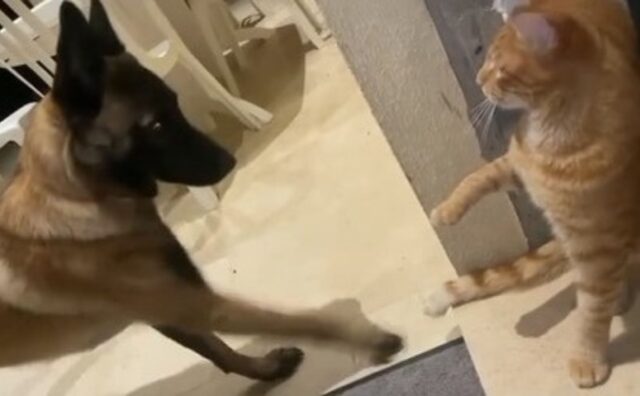 Il cagnolone vuole giocare con la coda del gatto ma lui non è d’accordo (VIDEO)