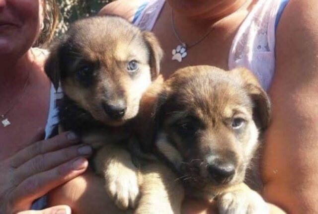 Si ferma per aiutare una cagnolina triste, ma lei vuole solo essere seguita fino a casa