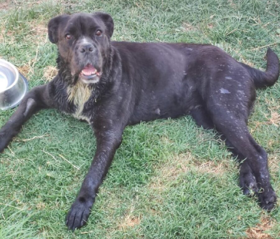 cagnolina distesa sul prato