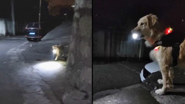 Questo cane aspetta ogni notte la sua padrona e illumina la strada verso casa con una torcia, proteggendola