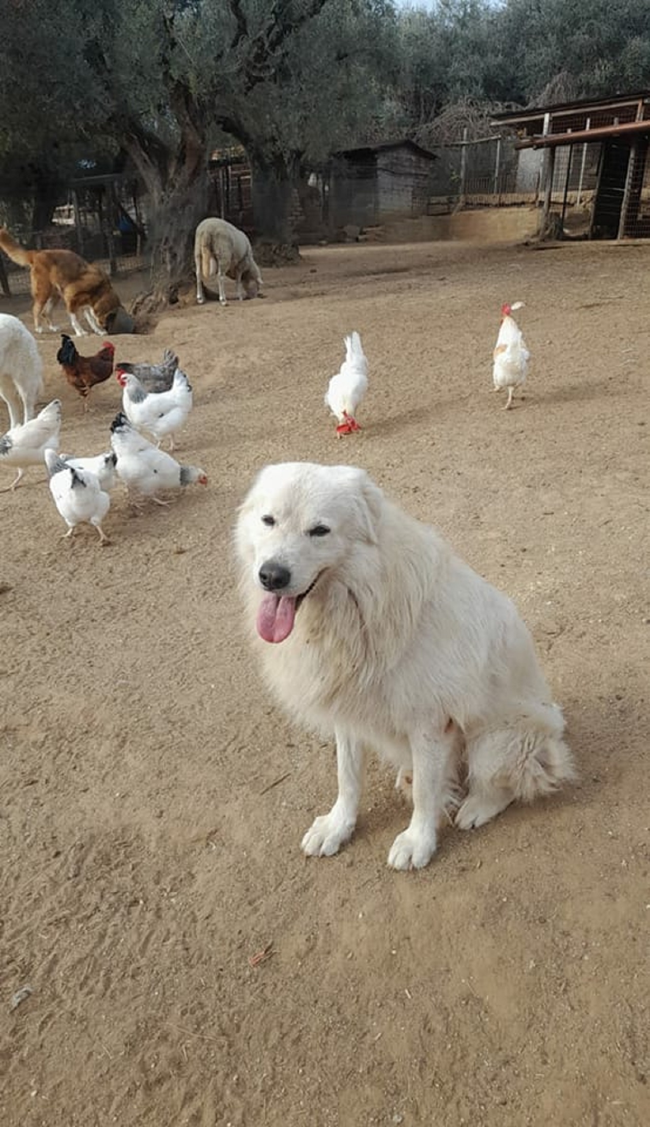 Cane nell'aia della fattoria