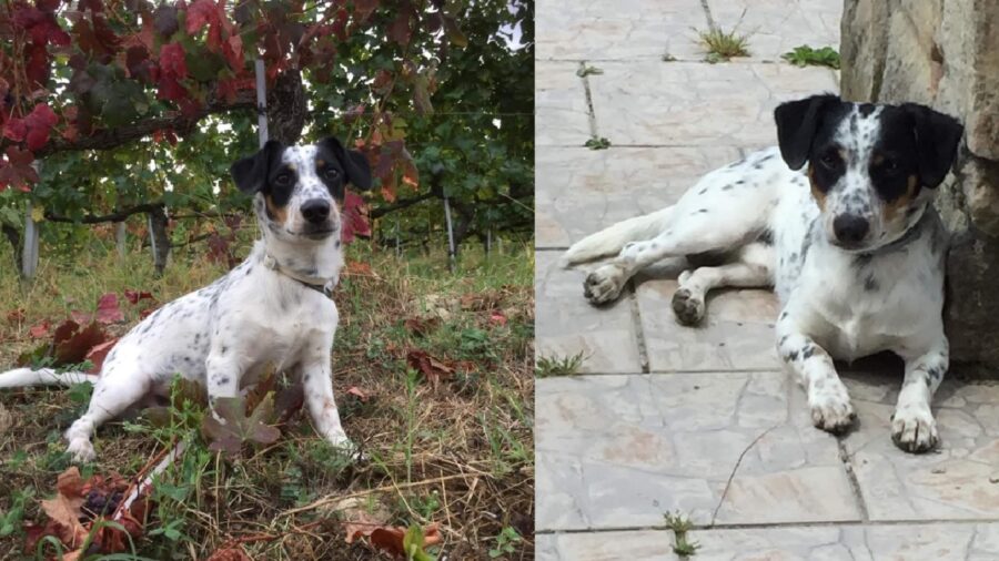 cagnolino artu meticcio