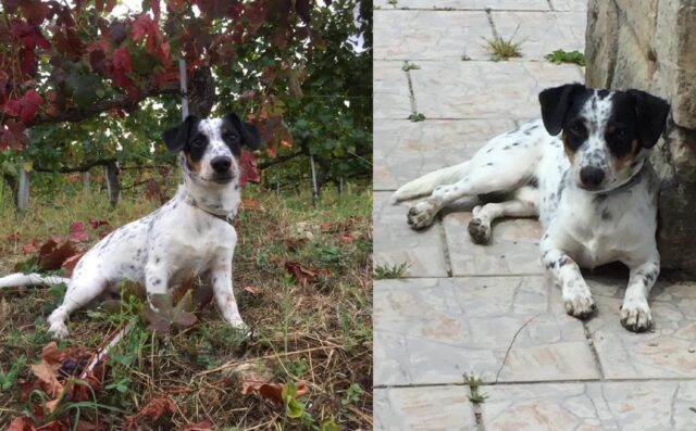 Marsala, il cane Artù sparisce dal cortile di casa, si indaga sulla scomparsa del giovane meticcio