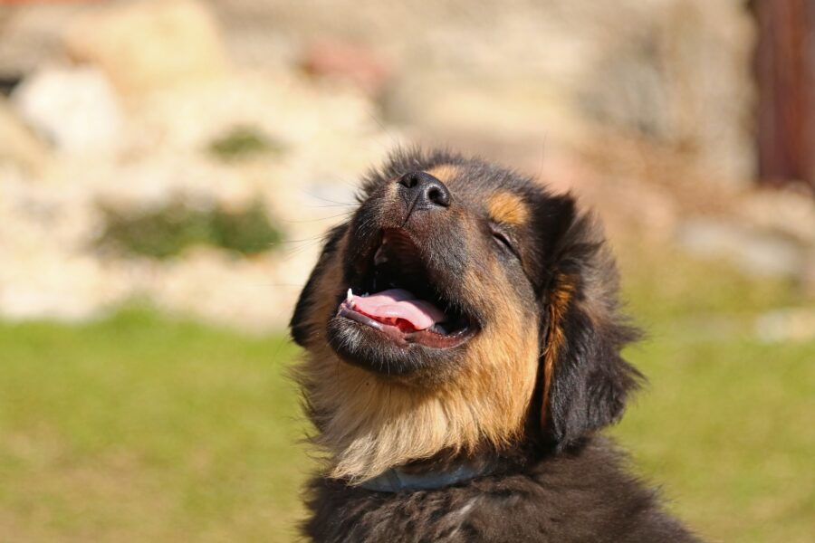 cucciolo di cane che si gode il sole