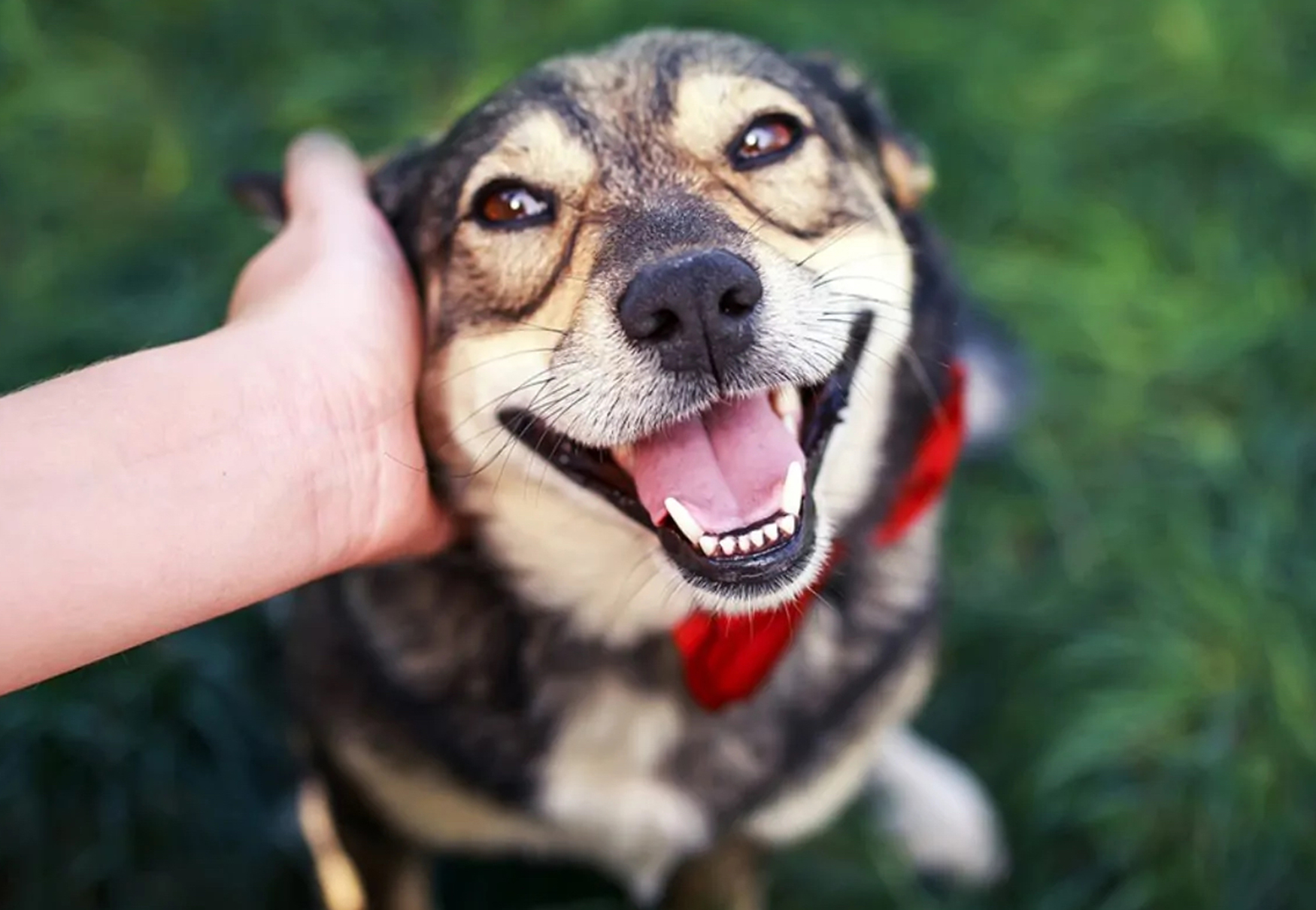 cane sereno e amato