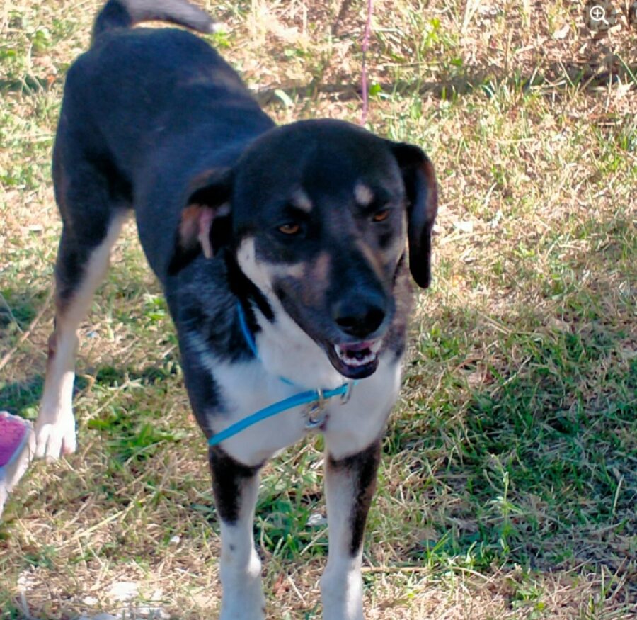 cane blacky collare azzurro