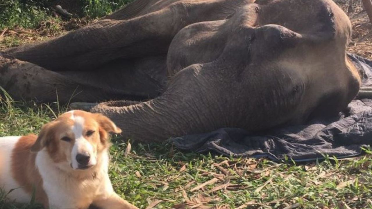 Un elefante con un cane di nome Pancake