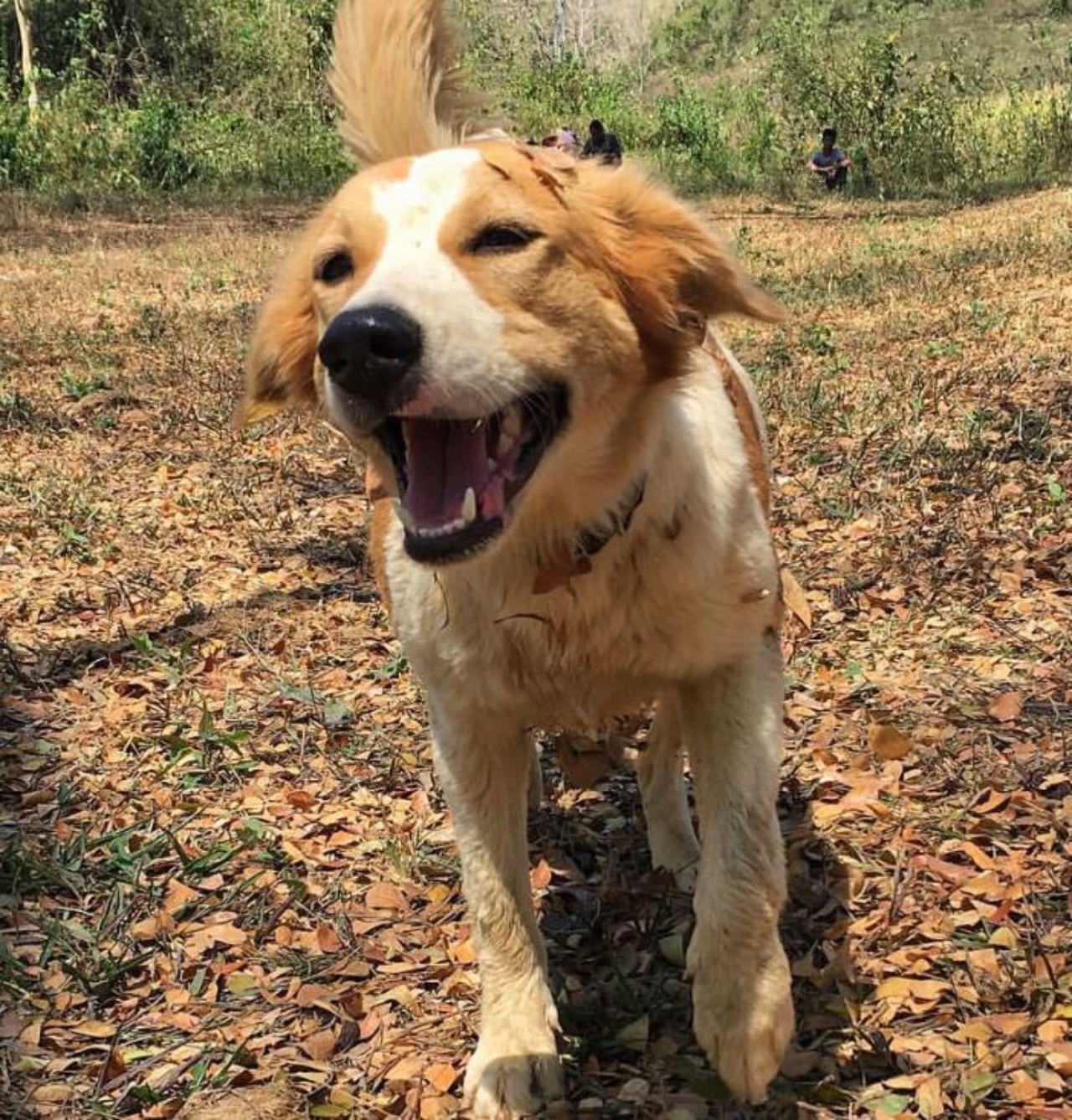 Pancake che sorride nella sua nuova casa