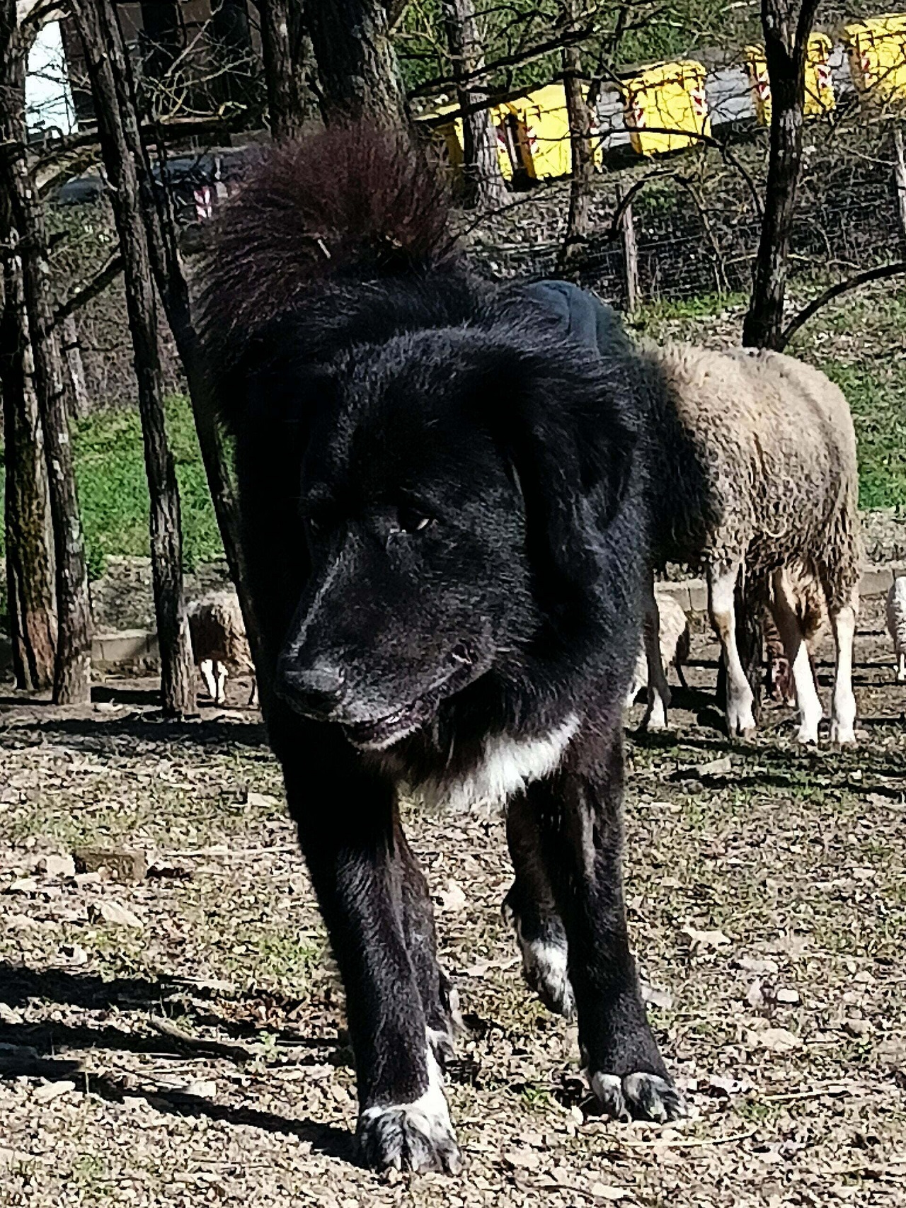 Cane Pastore tedesco di nome Nero