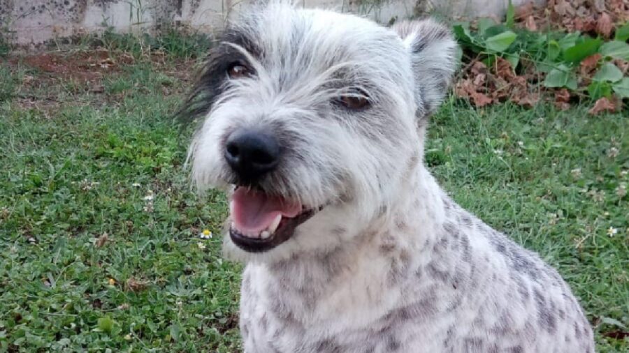 cane cesare pelo bianco nero