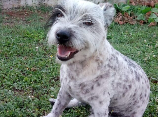 Patrica, dove sia finito il piccolo Cesare nessuno sa spiegarselo, svanito nel nulla il cane meticcio di 5 anni