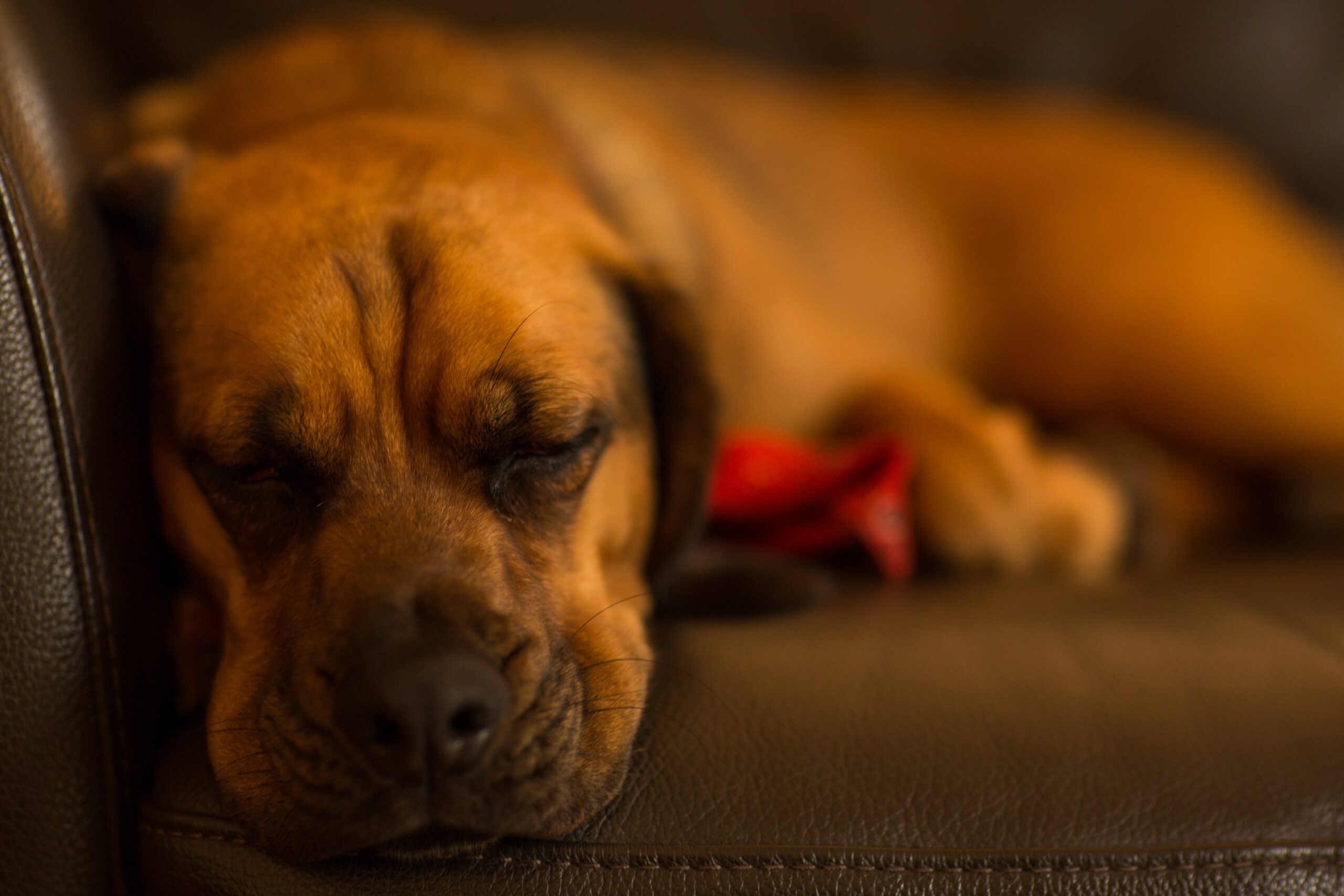 cane dorme sul divano