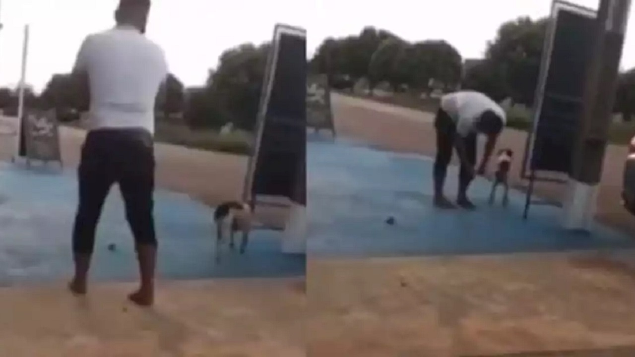 Cane con un petardo sulla coda