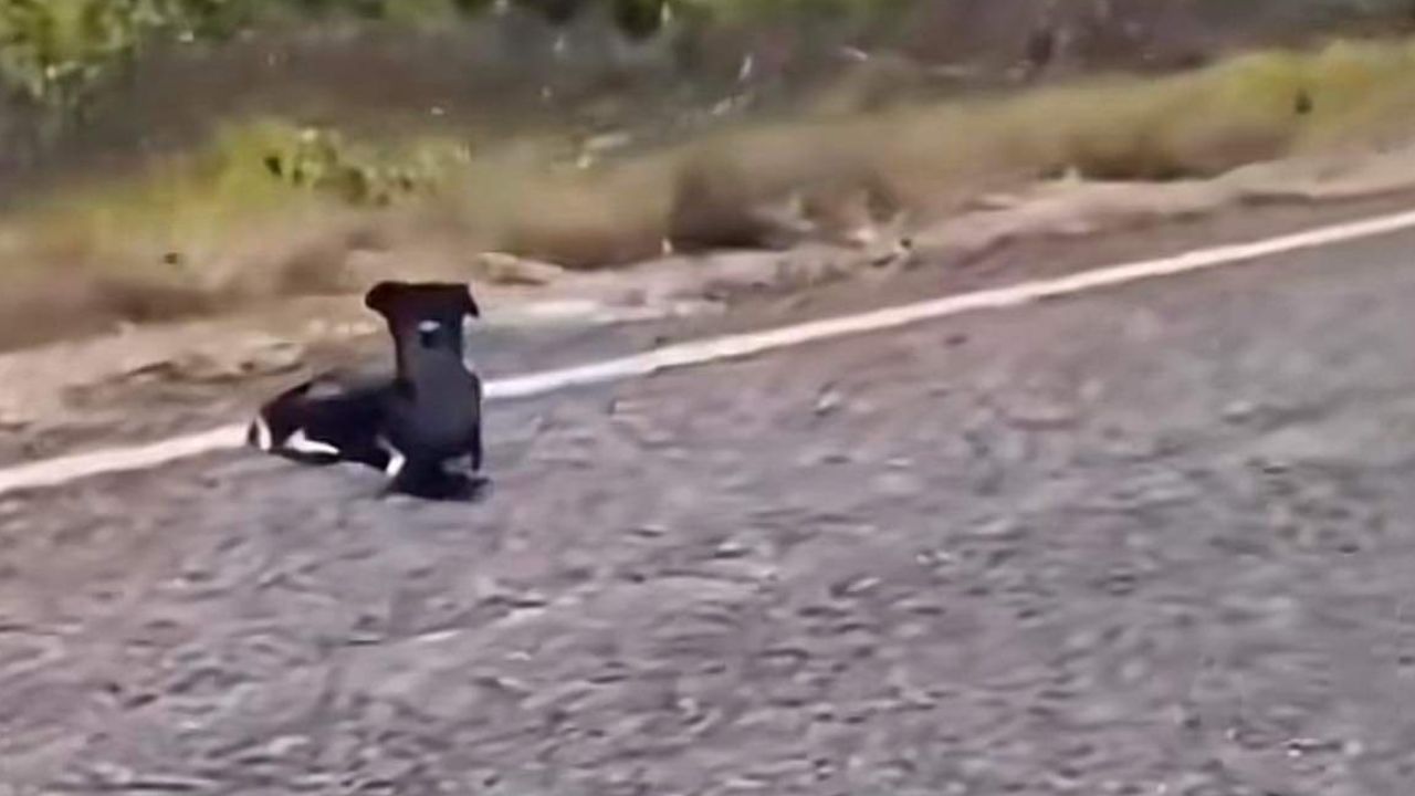 cane che guarda l'obiettivo