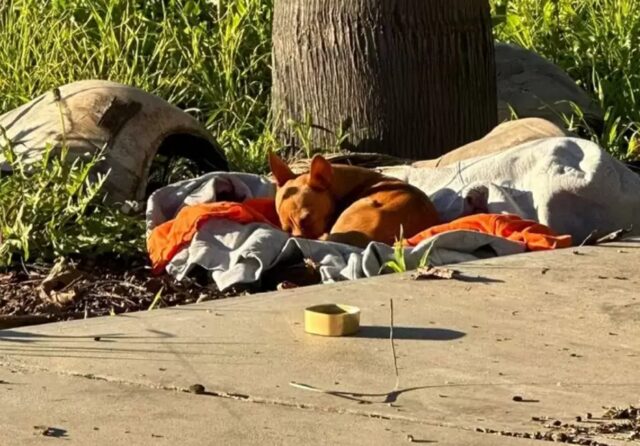 Piccolo cane randagio sogna di trovare una casa per sempre