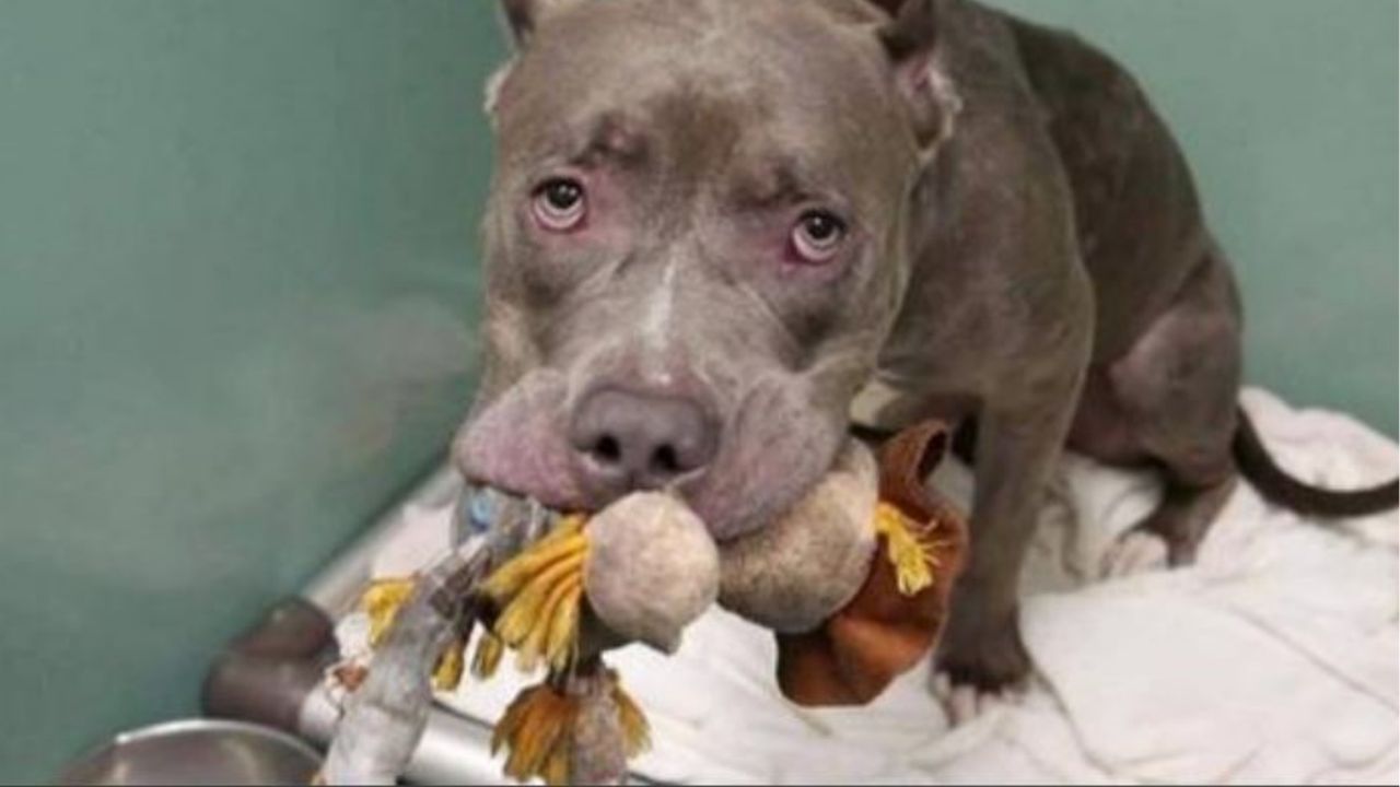 Un cane di razza Pitbull con il suo peluche