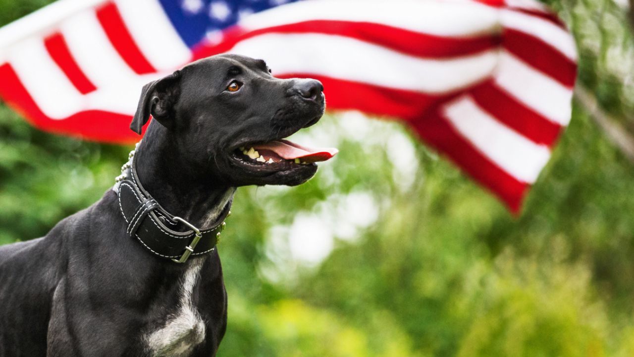 Scatto di un pitbull americano di fronte alla bandiera