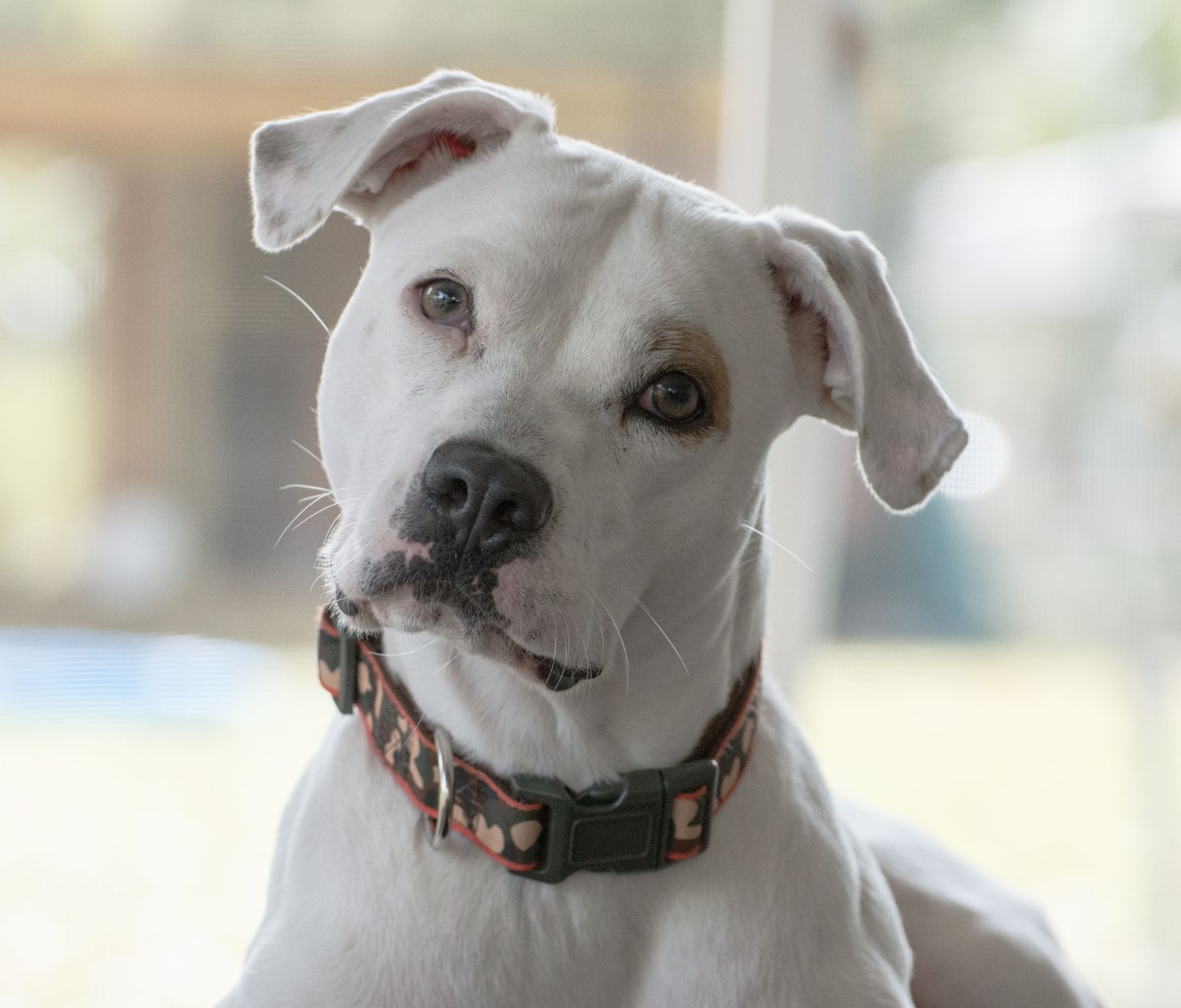 Pitbull Americano con espressione curiosa