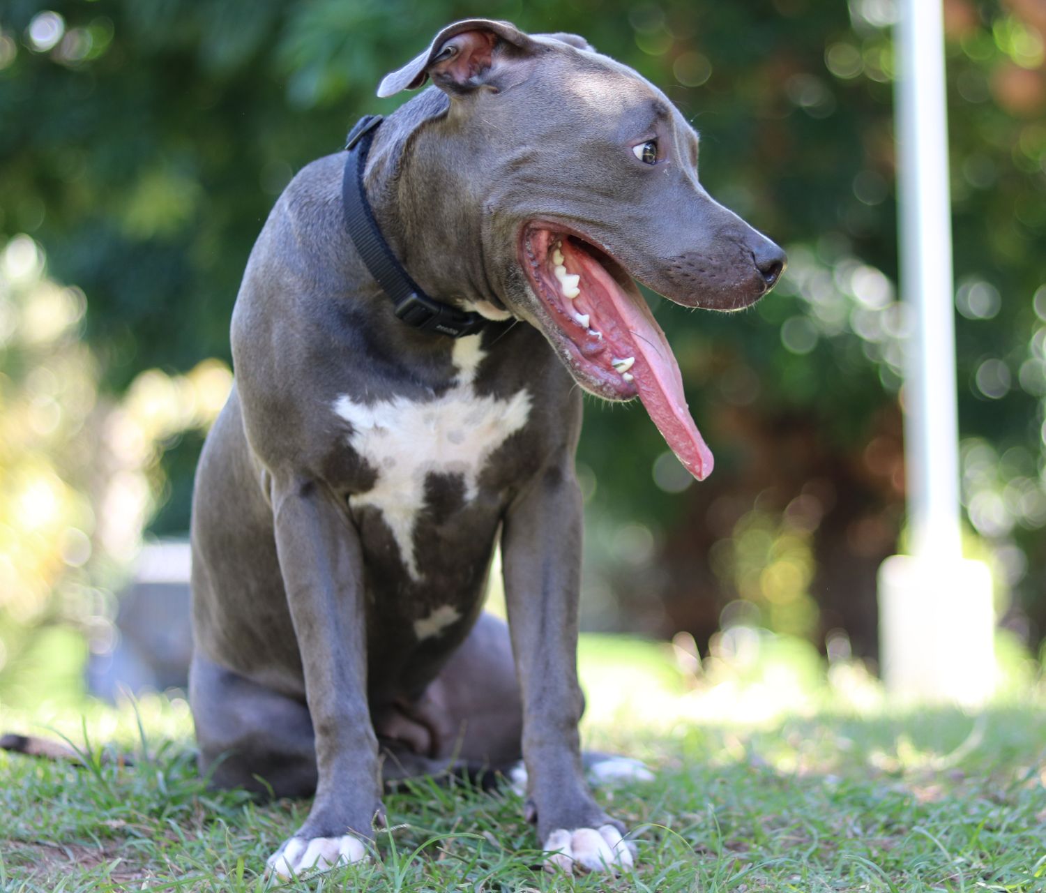 Un Pitbull Blu