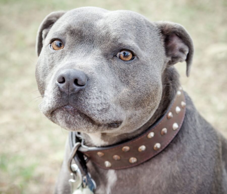 Il Pitbull Blu: origini, caratteristiche e prezzo