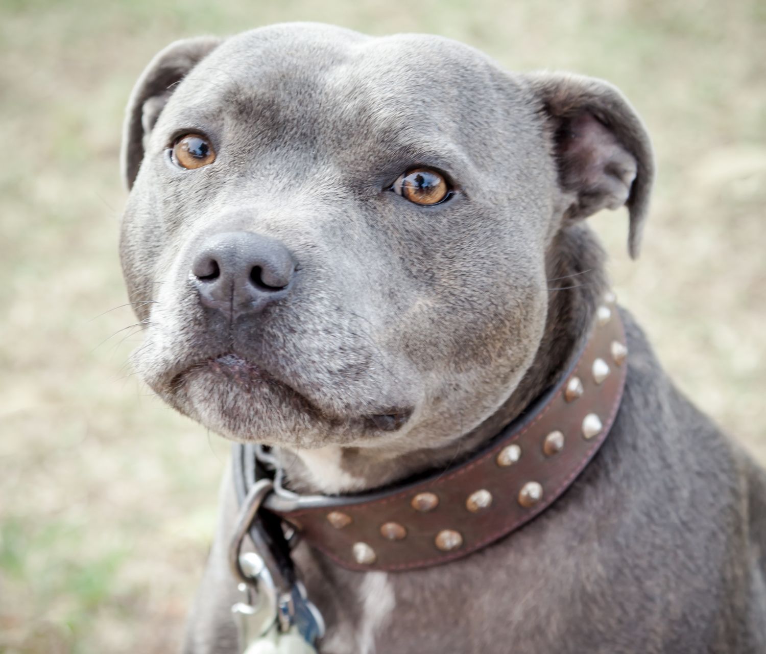 Un Pitbull Blu con collare