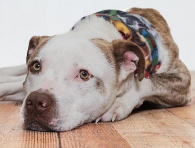 Cane simil Pitbull zoppicante prova a farsi aiutare da un’auto