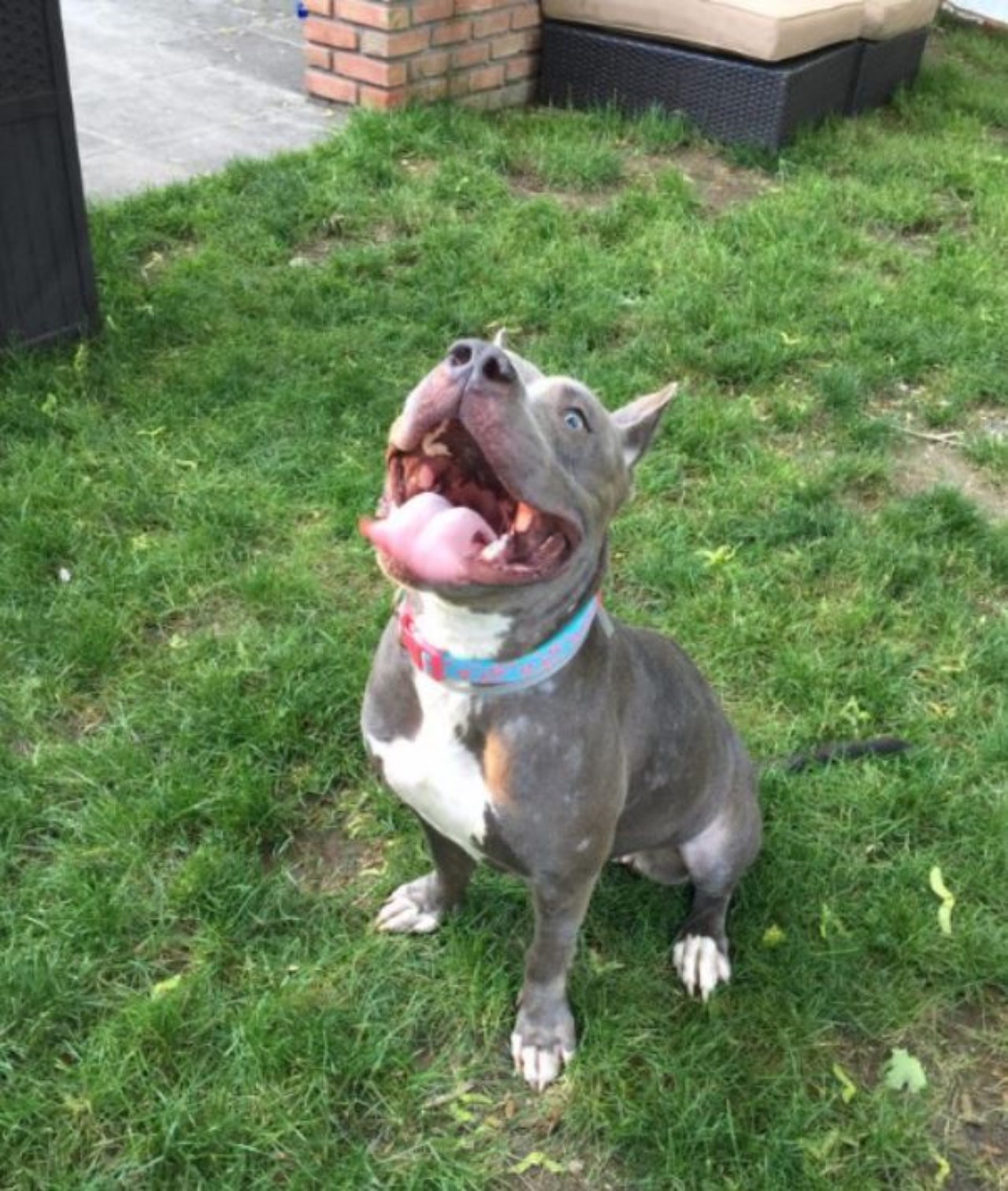 Una cagnolina di nome Layla