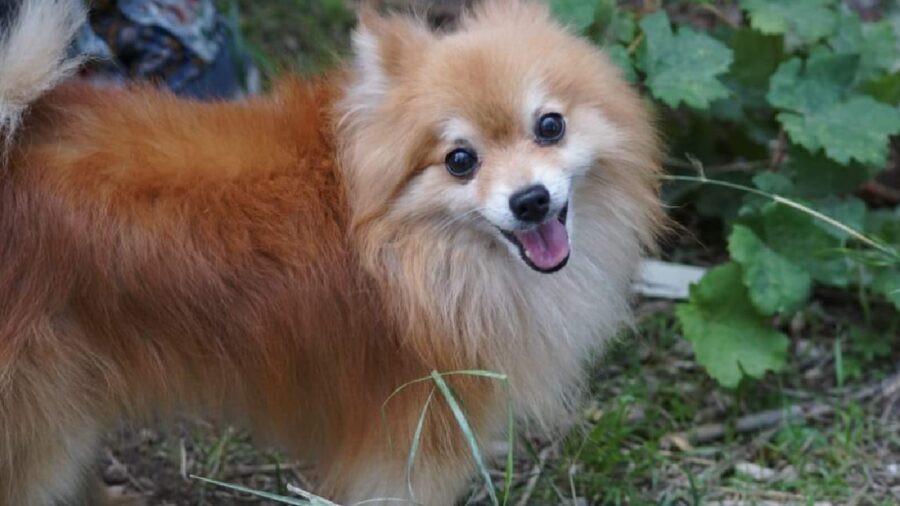 cagnolino spitz tedesco arancione