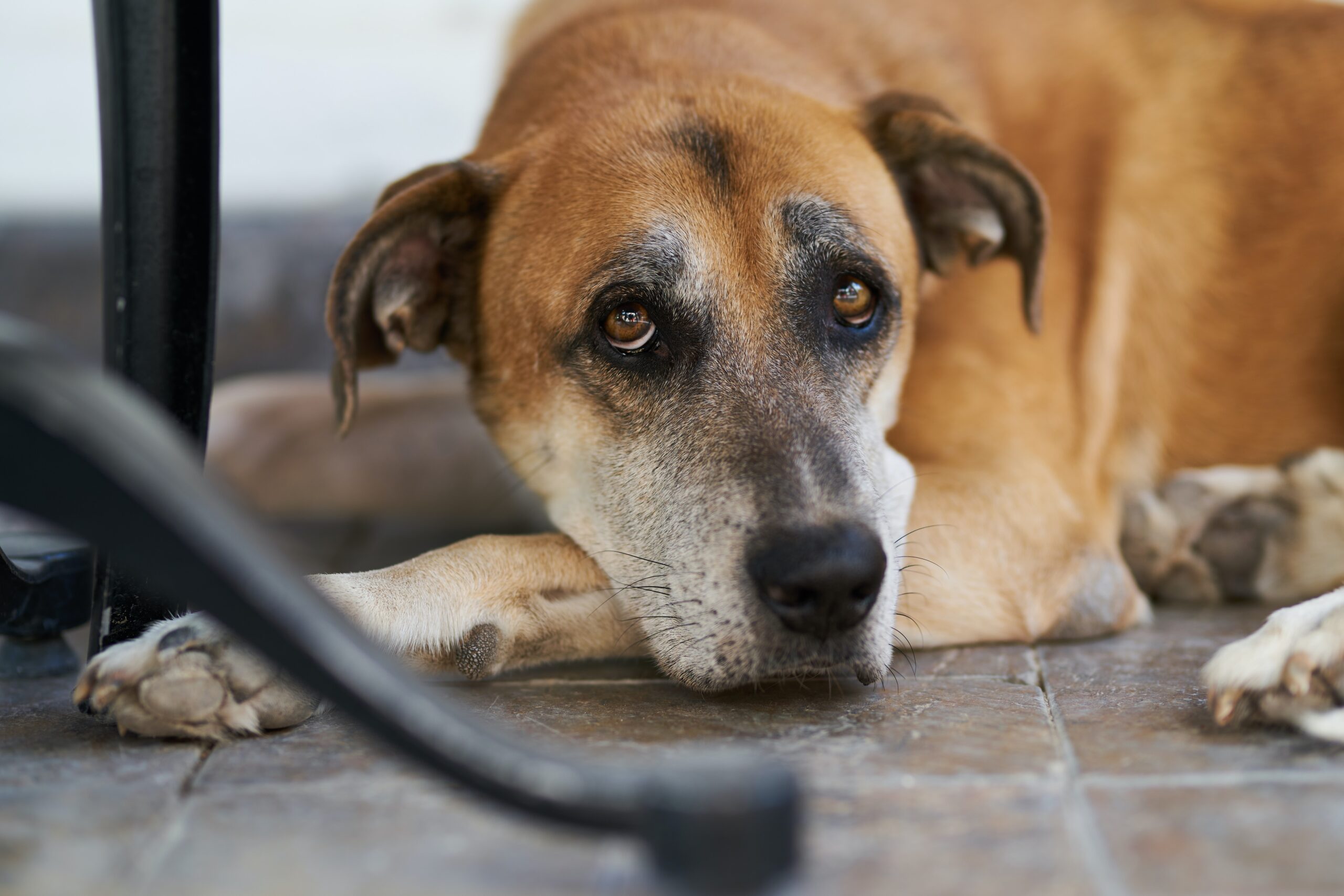 cane sotto il tavolo