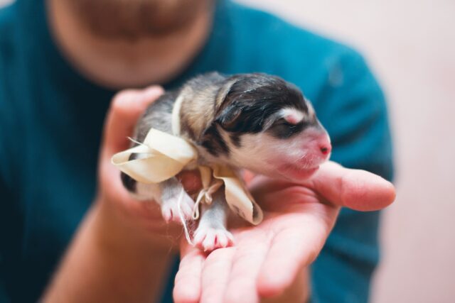 Prima visita del cucciolo di cane, quello che c’è da sapere