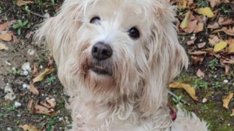 cagnolina lola razza gran griffon vendeen