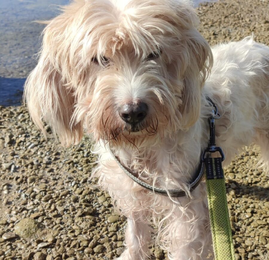 cagnolina pettorina e guinzaglio