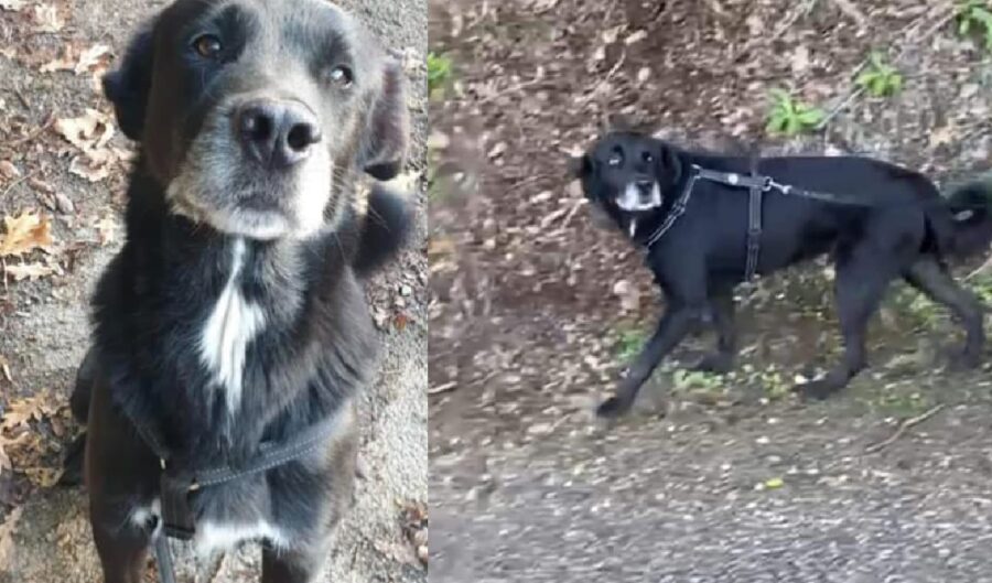 cane cammina al guinzaglio