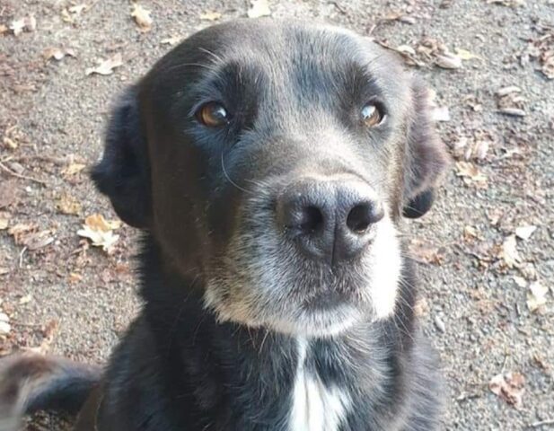 Roma, scappa via cane meticcio di nome Black, l’urgenza nel volerlo ritrovare è massima